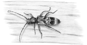 rufous-shouldered-longhorn-beetle-by-ann-mead