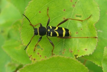 Wasp beetle, Radstock - D Porter
